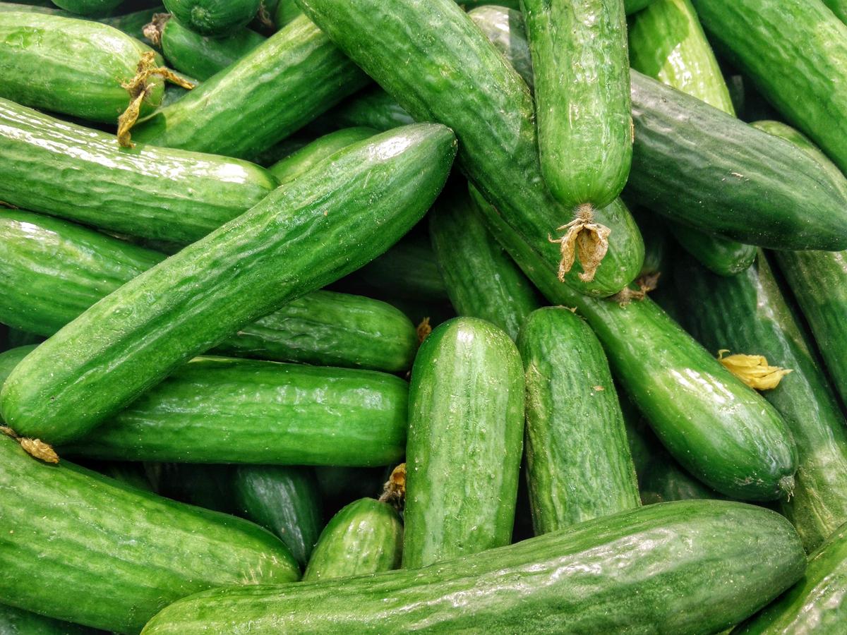 Image of freshly harvested cucumbers on a garden bed