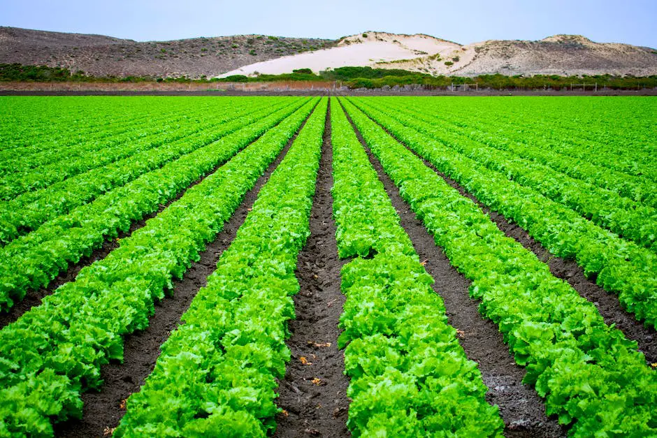 Image depicting the process of lettuce cultivation with lettuce plants growing in soil