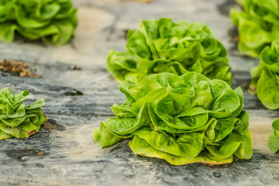 Image of freshly harvested lettuce leaves, still with droplets of water, ready to be used in a salad bowl