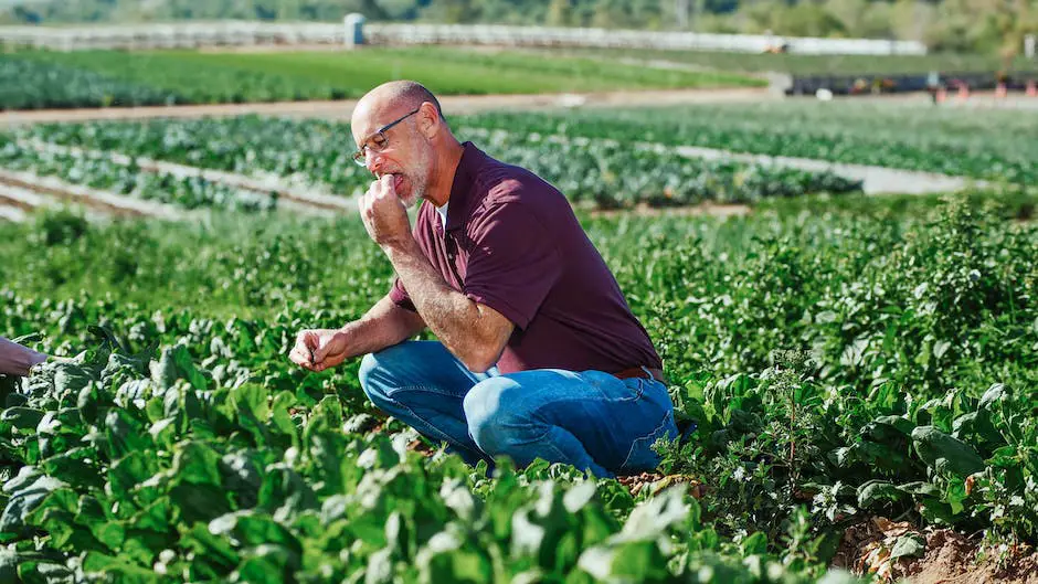 Organic spinach farming: Sustainable and health-conscious future