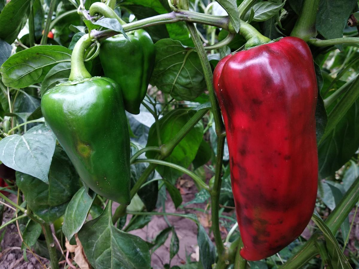Healthy pepper plants with calcium-rich fruits, showcasing vibrant leaves and robust growth.