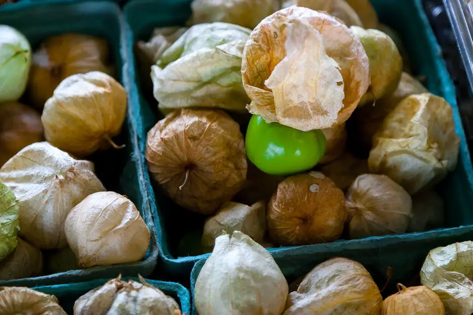 A close-up image of ripe tomatillos in various colors, including green, yellow, and purple.