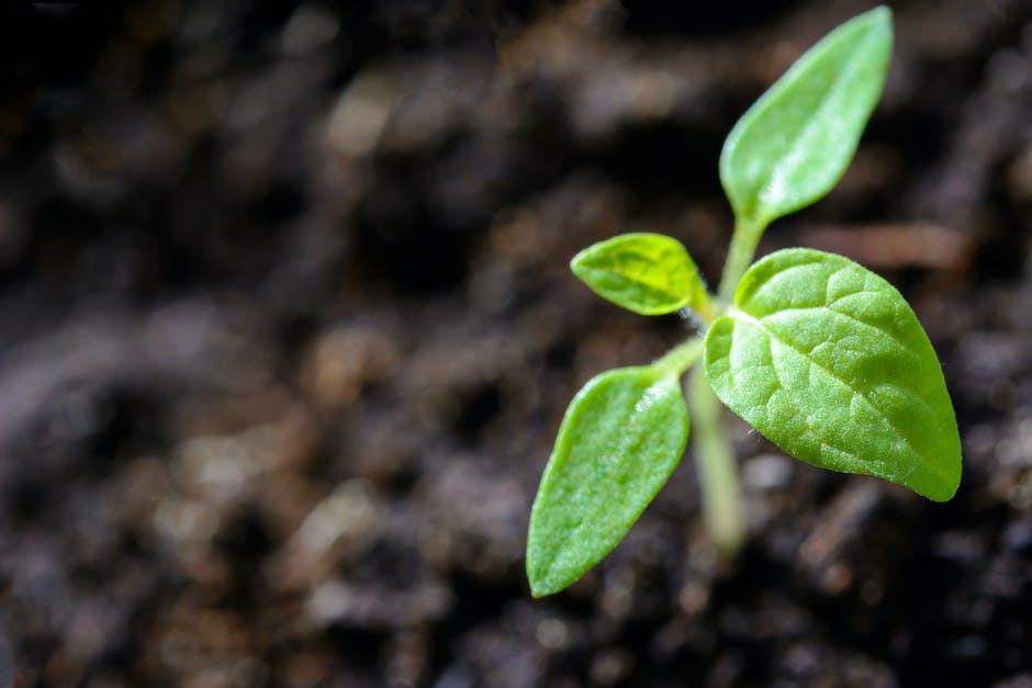 A close-up image of a tomato seed sprouting from the soil, illustrating the process of germination.