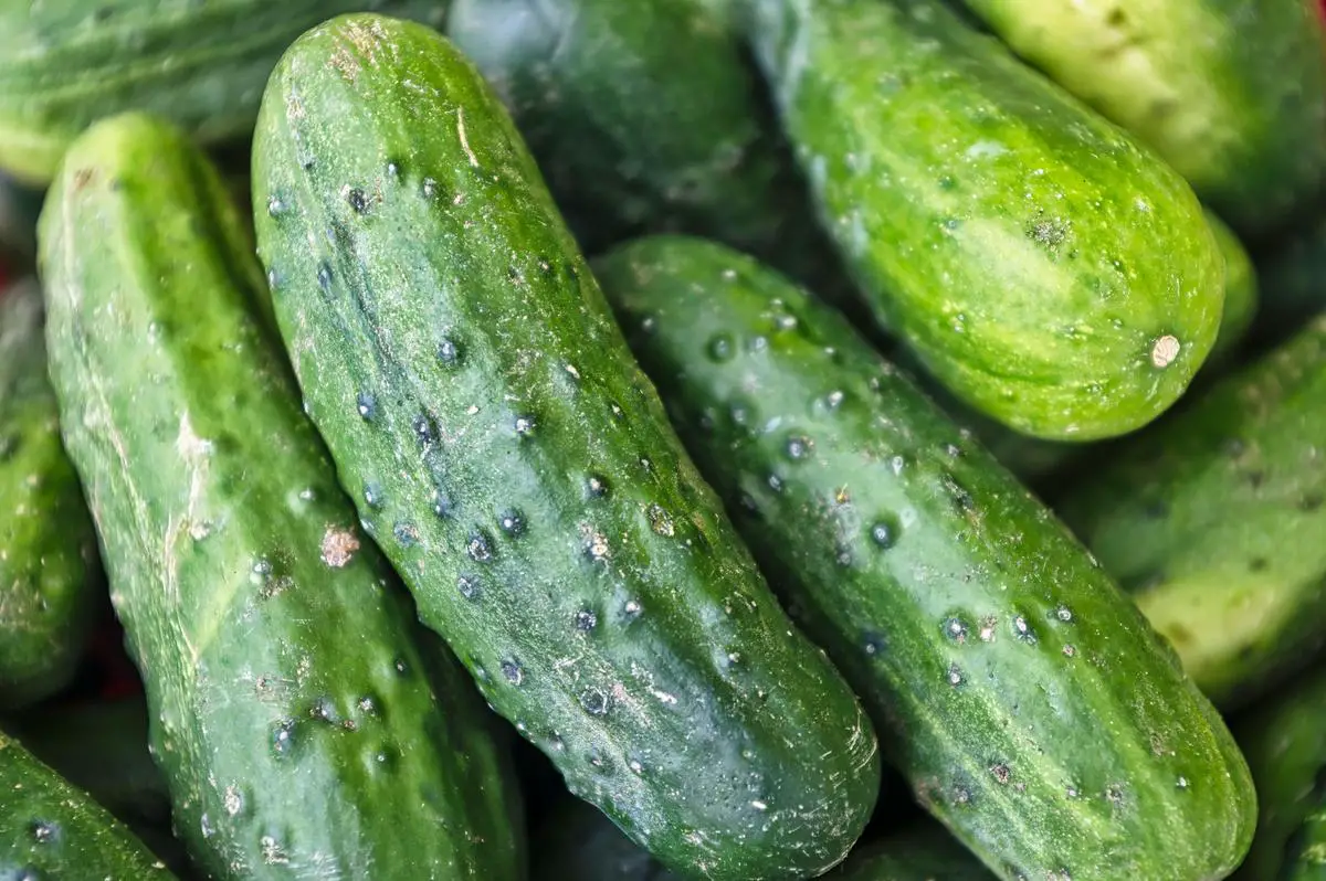 Image of cucumbers turning yellow, representing the topic of the text.